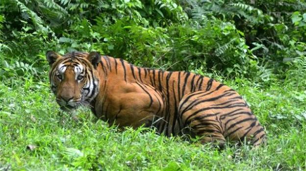 India: uccisa la tigre "mangia-uomini" rea di aver ucciso 13 persone