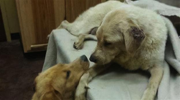 Cane salvato dalla donazione del rene della figlia
