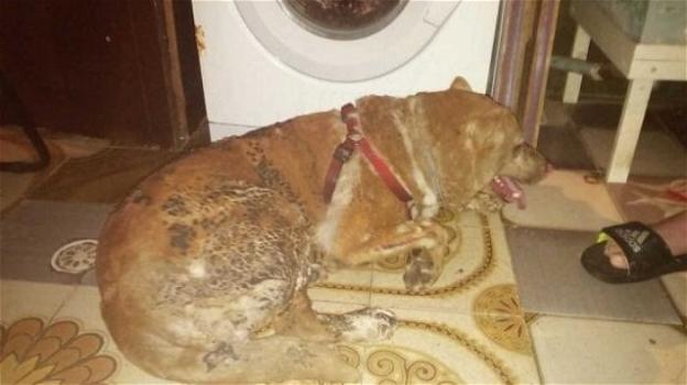 Brindisi, morto il cane Giako: gli diedero fuoco perchè troppo rumoroso