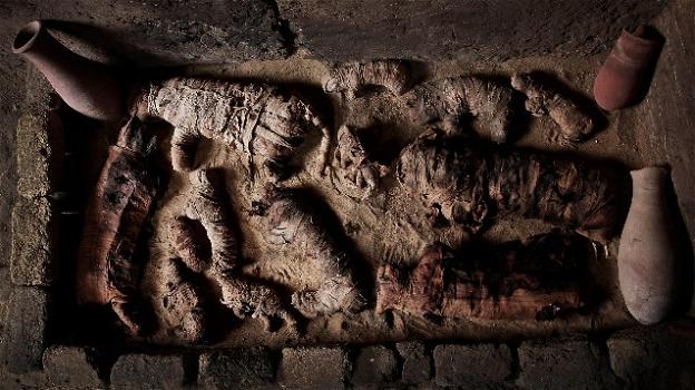 Egitto, a Saqqara ritrovate mummie di gatti e scarabei rari