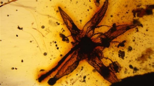 Fossile di un fiore di 99 milioni di anni trovato nell’ambra