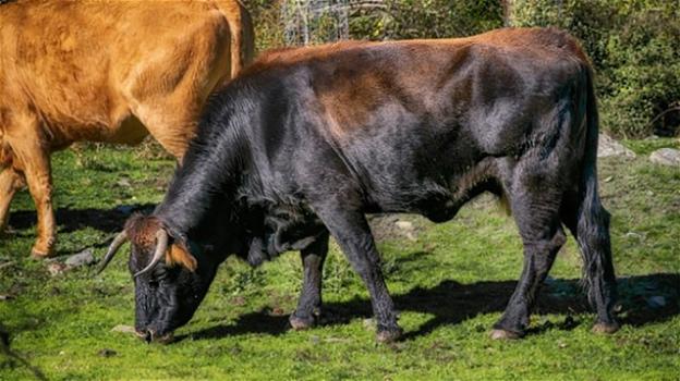 Belluno: toro s’imbizzarrisce e uccide un veterinario