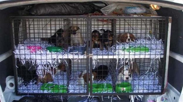 La tratta dei cani continua: cuccioli dell’Est Europa venduti a 850 euro