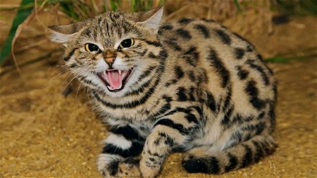 Il felino più letale della Terra ha l’aspetto di un piccolo gatto