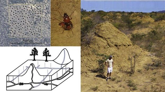 Brasile, scoperte piramidi di terra costruite dalle termiti 4mila anni fa