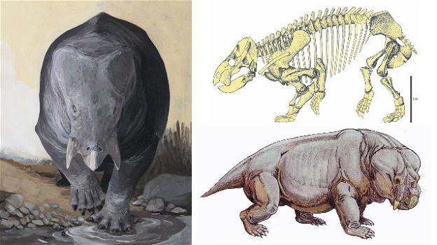 L’antico ippopotamo gigante rivaleggiava con i dinosauri