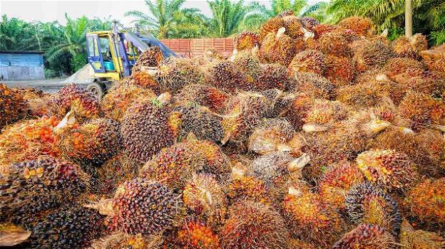 Le Ong ambientaliste dicono basta alla presenza di olio di palma nel biodiesel