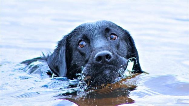 Cane Labrador cade in un pozzo di cemento: salvato dai Vigili del Fuoco