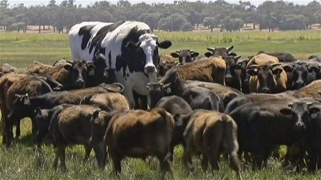 Si chiama Knickers la mucca più grande del mondo