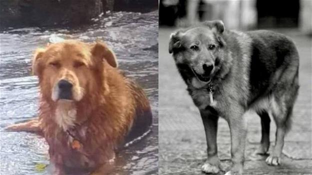Vietri sul Mare in lutto: è morto Billy, il cane che ogni giorno andava a trovare il padrone al cimitero