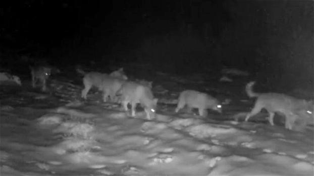 Maltempo, branco di undici lupi in fuga durante la tempesta sull’Altopiano di Asiago