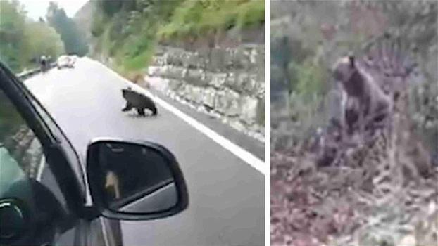 Cucciolo d’orso blocca la statale che porta al Tonale: la sua mamma lo aspetta nascosta tra gli alberi