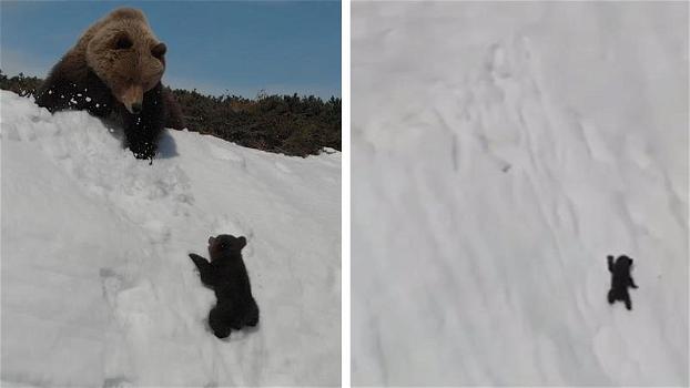 Russia, un orsetto coraggioso cerca di raggiungere la sua mamma: la scena è emozionante