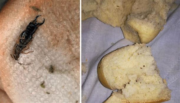 Trovati insetti e vermi nei panini alle mense di una scuola materna: scattano le denunce e i sequestri