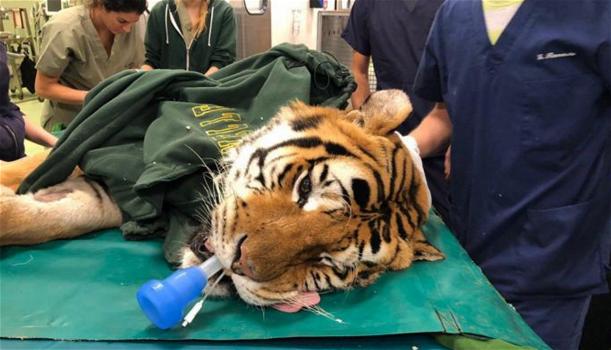 Lodi, operata con successo una tigre di 200 chili: “Obelix adesso sta bene”