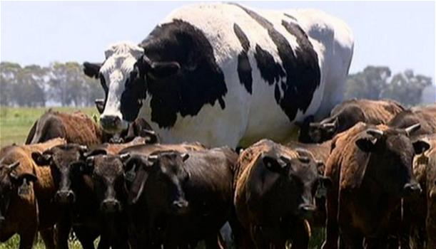 La mucca Knickers è troppo grande: si salva dal mattatoio e diventa star del web!
