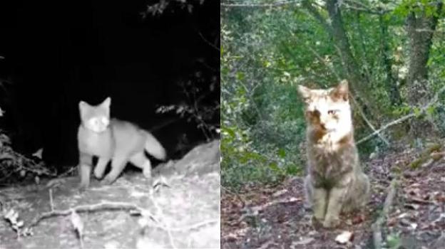 Un naturalista filma un rarissimo gatto selvatico
