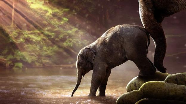Per difendersi dai bracconieri, l’evoluzione farà nascere gli elefanti senza zanne