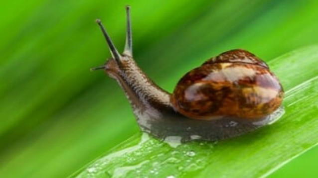 Bava di lumaca: utilizzi e benefici non solo per una pelle tonica e giovane