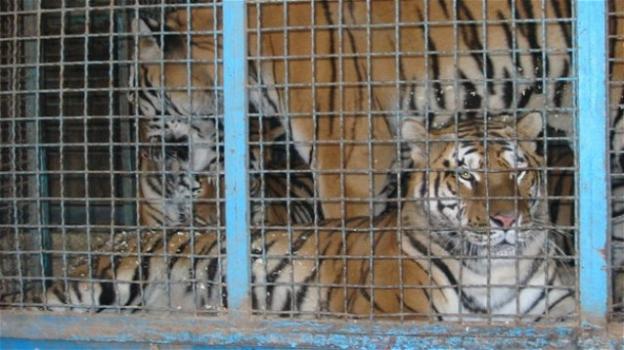 Reggio Calabria, entra nel recinto delle tigri: i medici cercano di salvargli il braccio