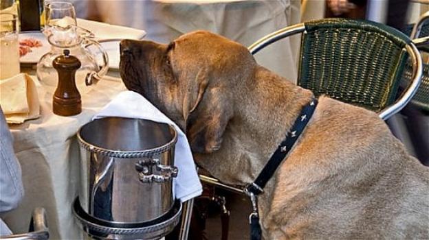 Al ristorante il cane pagherà il coperto: due euro obbligatori per fare entrare cani di qualsiasi taglia