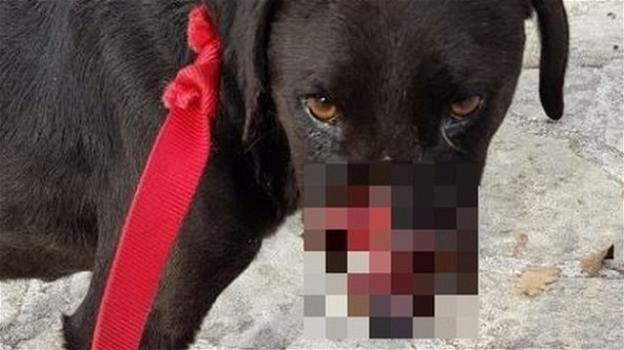 Violenza sugli animali. Il caso di Peppino, il cane ferito da un petardo esploso nel naso.