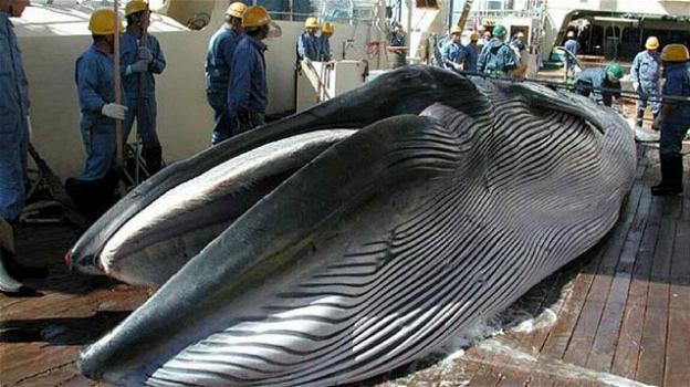 Giappone, a luglio ricomincia la caccia alle balene