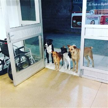 Il padrone senzatetto viene ricoverato in ospedale, la foto dei suoi cani preoccupati commuove il web
