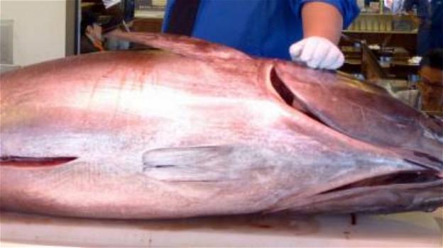 In Giappone un tonno è stato venduto all’asta per 2.7 milioni di euro