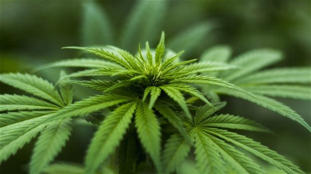 Presentato il decreto legge per la liberalizzazione della cannabis