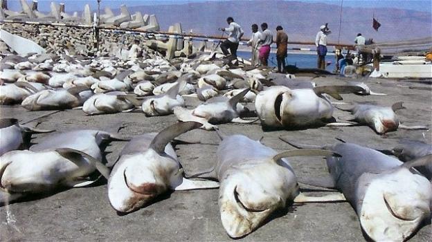 Gli squali stanno scomparendo a causa della pesca senza controllo