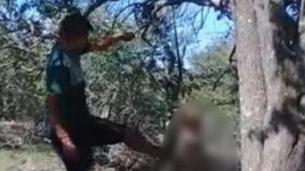 Lega il suo cane all’albero, poi lo uccide a calci e bastonate: «Non mi lasciava dormire»
