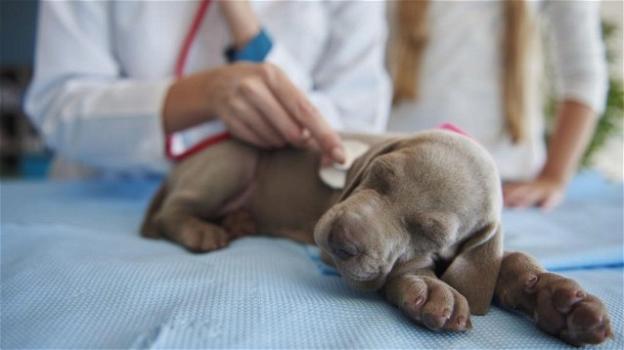 Genova, un virus intestinale uccide i cani in poche ore