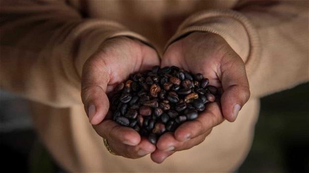 Caffè a rischio estinzione: il 60% delle piante selvatiche sta scomparendo
