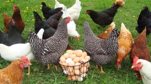 Galline geneticamente modificate depongono uova contenenti farmaci