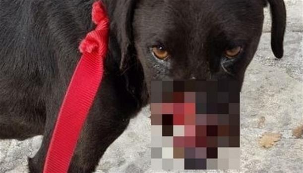Peppino, il cane mutilato da un petardo a Natale: operato con successo