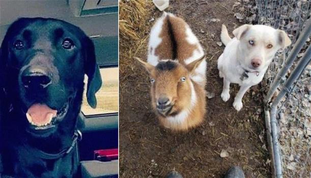 Il cane scappa di casa, 24 ore dopo ritorna con due nuovi amici: una capra ed un altro cane