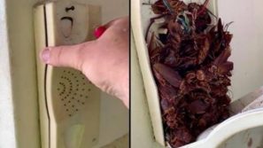 Trova scarafaggi all’interno di un telefono fisso: è così disgustoso che il video sta facendo il giro del web