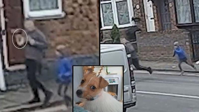 Uno sconosciuto ha rapito la sua cagnolina: l’inseguimento straziante del bimbo ha commosso tutti