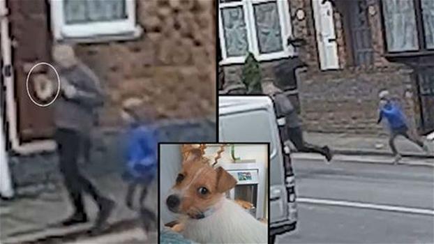 Uno sconosciuto ha rapito la sua cagnolina: l’inseguimento straziante del bimbo ha commosso tutti