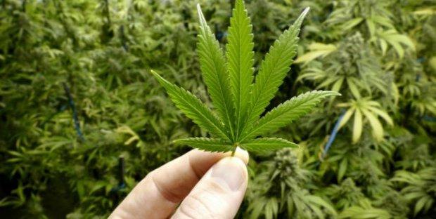 Legalizzazione Cannabis, il disegno legge del M5S: fino a tre piante coltivabili
