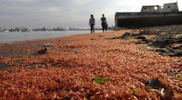 Ischia, migliaia di gamberetti morti trovati in spiaggia. “Non mangiateli”