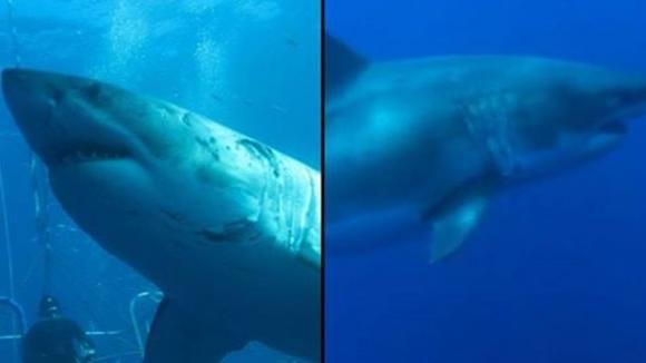 Coppia di sommozzatori filma lo squalo più grande del mondo mentre si nutre di una balena