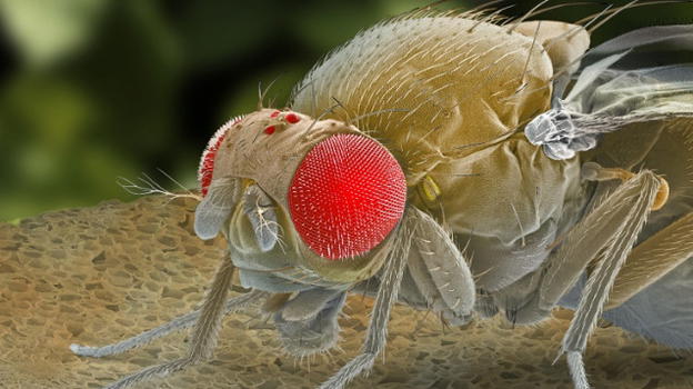 Un gene che combatte le infezioni durante il sonno: il suo nome è nemuri