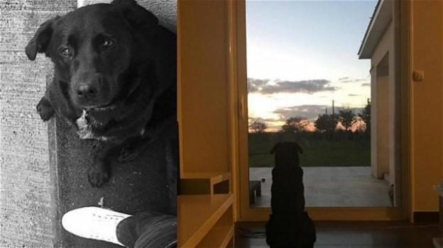Emiliano Sala, il post della sorella commuove: “Anche il tuo cane Nala ti aspetta ancora”