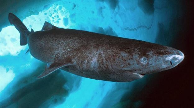 L’animale più vecchio del mondo è uno squalo di 400 anni