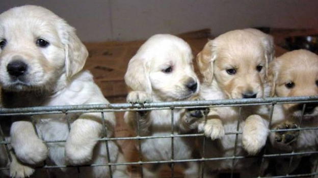 Rimini, sgominata banda della Slovacchia che trafficava illegalmente cani in Italia