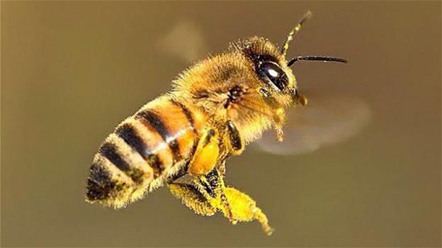 Le api sono in grado di capire le operazioni matematiche di base