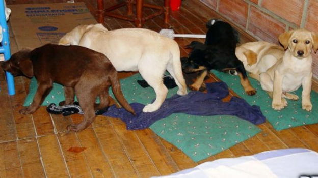 Imbottiva i cani di eroina per passare la frontiera. Veterinario condannato per traffico di droga
