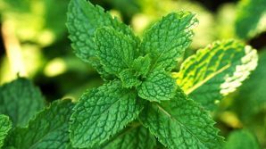 Menta: usi, proprietà e benefici